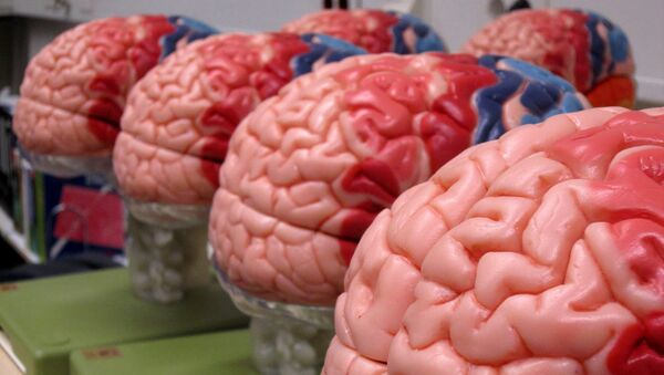 Макеты человеческого мозга. Архивное фото - Sputnik Беларусь