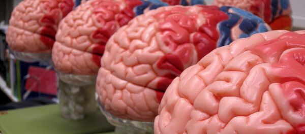 Макеты человеческого мозга. Архивное фото - Sputnik Беларусь