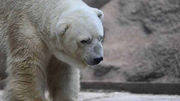 Белый медведь Артуро из аргентинского зоопарка - Sputnik Беларусь