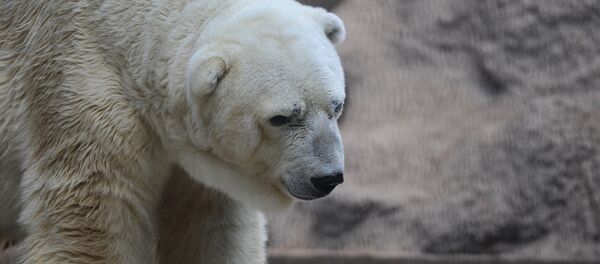 Белый медведь Артуро из аргентинского зоопарка - Sputnik Беларусь