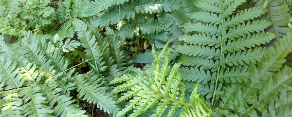 Папараць Папараць - Sputnik Беларусь