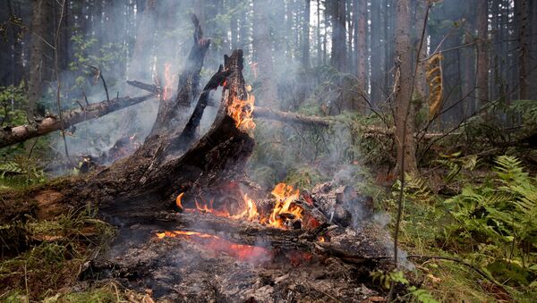 Лесные пожары в Бурятии - Sputnik Беларусь