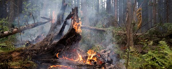 Лесные пожары, архивное фото - Sputnik Беларусь