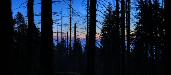 Ночной лес - Sputnik Беларусь