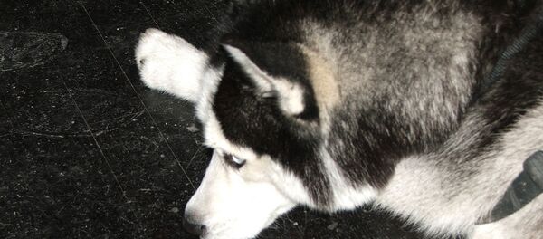 Собака породы Хаски. Архивное фото Собака породы Хаски. Архивное фото - Sputnik Беларусь