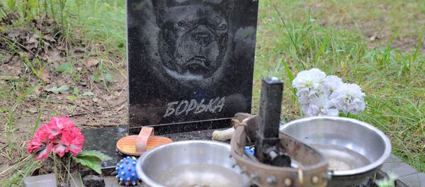 Могілкі хатніх жывёлаў ля МКАД Могілкі хатніх жывёлаў ля МКАД - Sputnik Беларусь