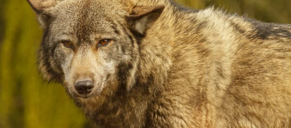 Волк - Sputnik Беларусь