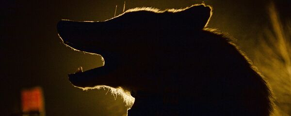 Волк, архивное фото - Sputnik Беларусь