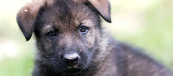 Щенок, архивное фото Щенок, архивное фото - Sputnik Беларусь