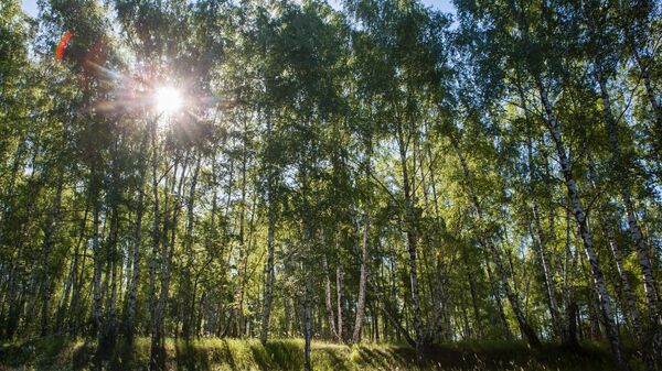 Лес, архивное фото - Sputnik Беларусь