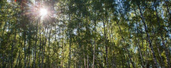 Лес, архивное фото - Sputnik Беларусь