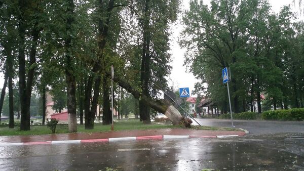 Упавшее дерево в Дзержинске - Sputnik Беларусь