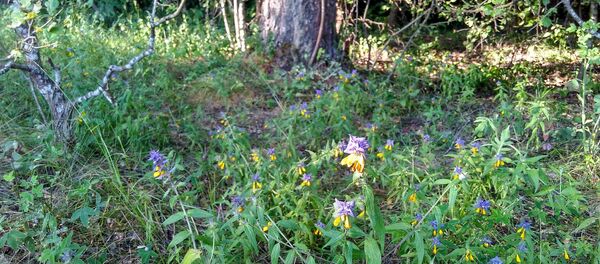 Зёлкі на паляне Зёлкі на паляне - Sputnik Беларусь