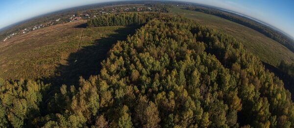 Лес Лес - Sputnik Беларусь