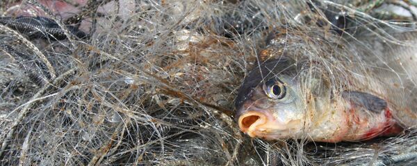 Рыболовная сеть - Sputnik Беларусь