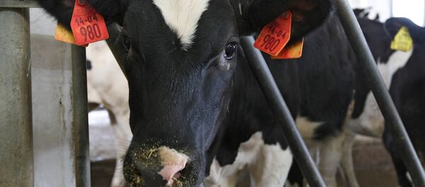 Агрохолдинг Кубань - Sputnik Беларусь