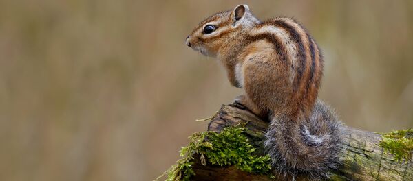 Сибирский бурундук - Sputnik Беларусь