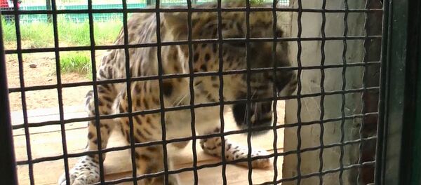 Leo 80M, или Новая жизнь пятнистого охотника Николая - Sputnik Беларусь