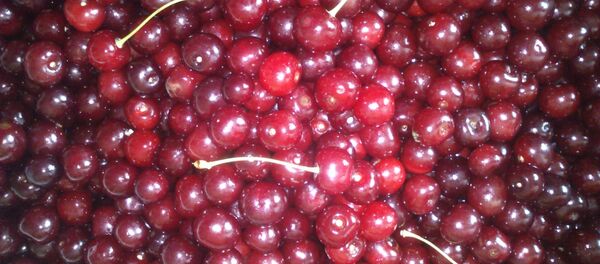 Вішня - Sputnik Беларусь