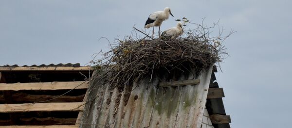 Буслінае гняздо Буслінае гняздо - Sputnik Беларусь