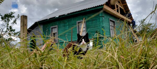 Деревенский кот - Sputnik Беларусь