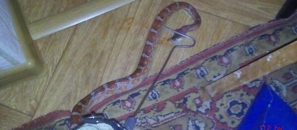 Злоўленая змяя Злоўленая змяя - Sputnik Беларусь