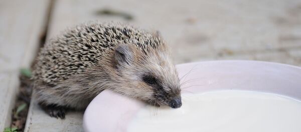 Еж пьет молоко - Sputnik Беларусь