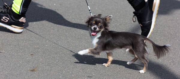 Самый маленький участник мероприятия, чихуахуа - Sputnik Беларусь
