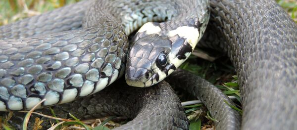 Уж - Sputnik Беларусь