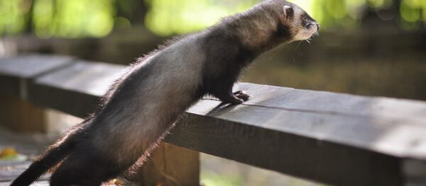 Тхор Тхор - Sputnik Беларусь