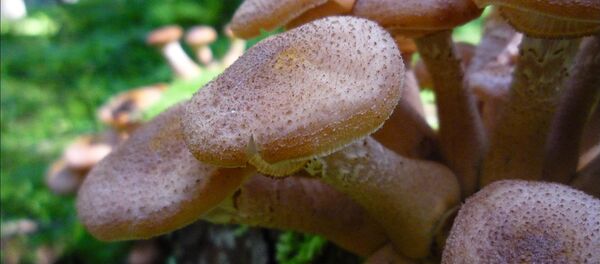 Осенние опята - Sputnik Беларусь