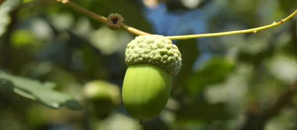 Желудь - Sputnik Беларусь