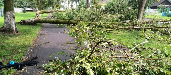 Поваленные деревья в Гомеле - Sputnik Беларусь