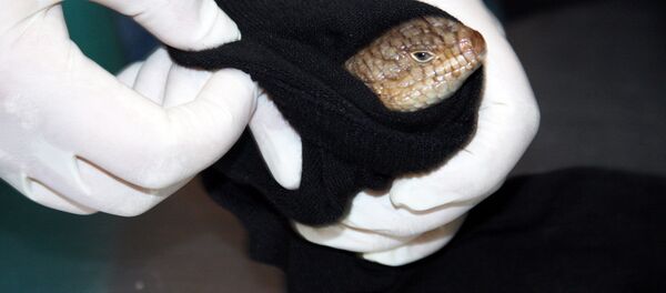 Питон в носке - Sputnik Беларусь