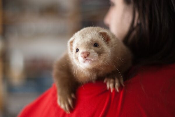 Хорек - Sputnik Беларусь