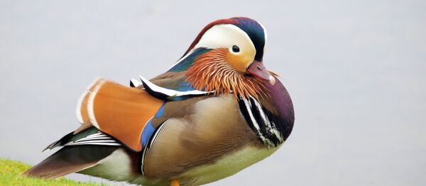 Качка-мандарынка. Архіўнае фота Качка-мандарынка. Архіўнае фота - Sputnik Беларусь