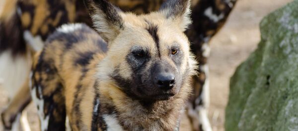 Гіена Гіена - Sputnik Беларусь