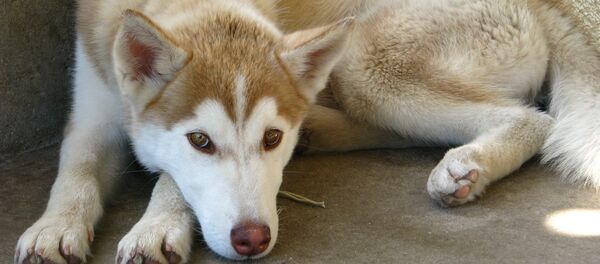 Щенок хаски, архивное фото - Sputnik Беларусь