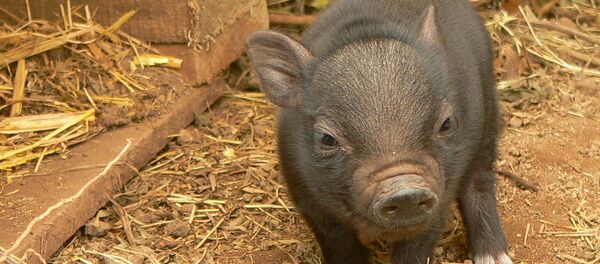 Вьетнамская свинка - Sputnik Беларусь
