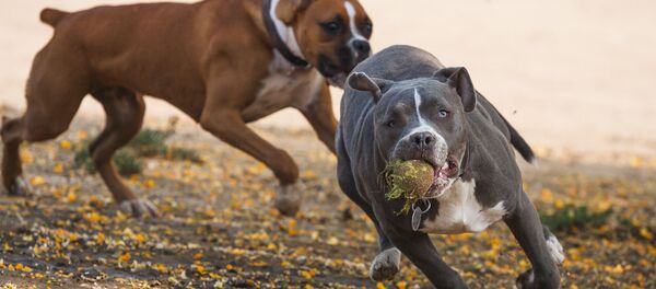 Собаки породы кане-корсо, архивное фото - Sputnik Беларусь