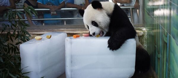 Панда в питомнике в Китае - Sputnik Беларусь
