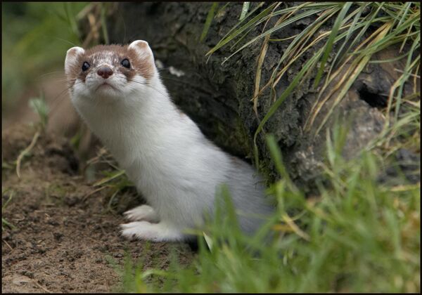 Горностай - Sputnik Беларусь