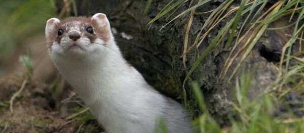 Горностай Горностай - Sputnik Беларусь