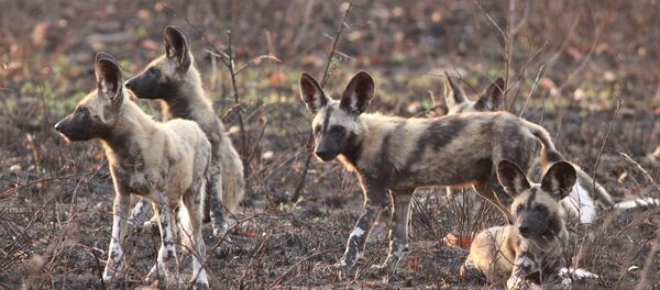 Шчанюкі гіенападобных сабак Шчанюкі гіенападобных сабак - Sputnik Беларусь