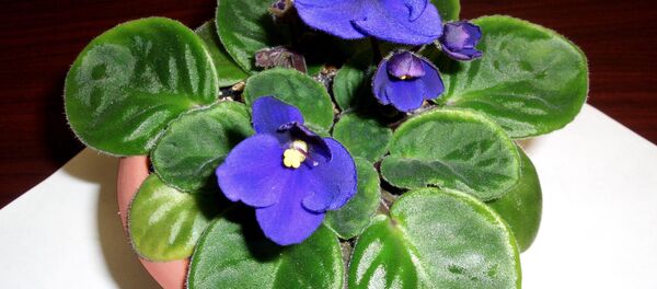 Фиалки Фиалки - Sputnik Беларусь