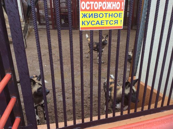 Вольер с гиеновидными собаками - Sputnik Беларусь