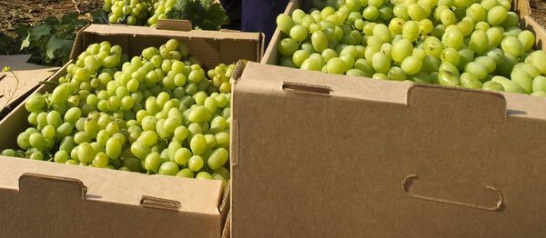 Виноград - Sputnik Беларусь