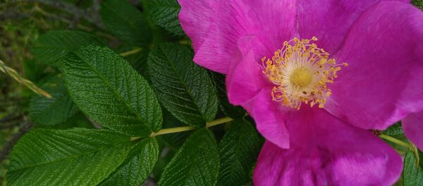 Кветка шыпшыны Кветка шыпшыны - Sputnik Беларусь