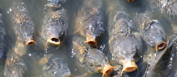 Карпы. Архивное фото - Sputnik Беларусь