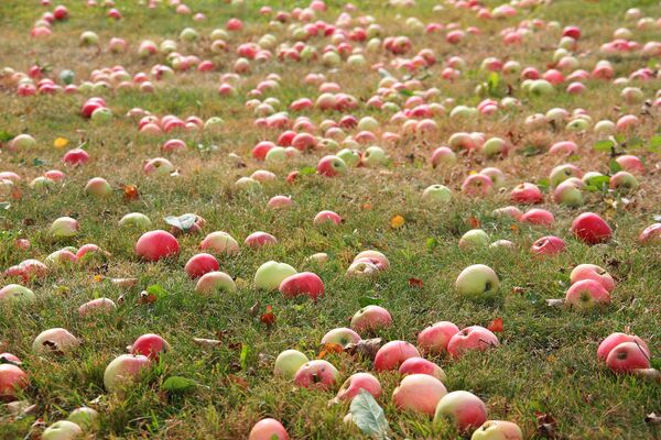 Опавшие яблоки. Архивное фото - Sputnik Беларусь